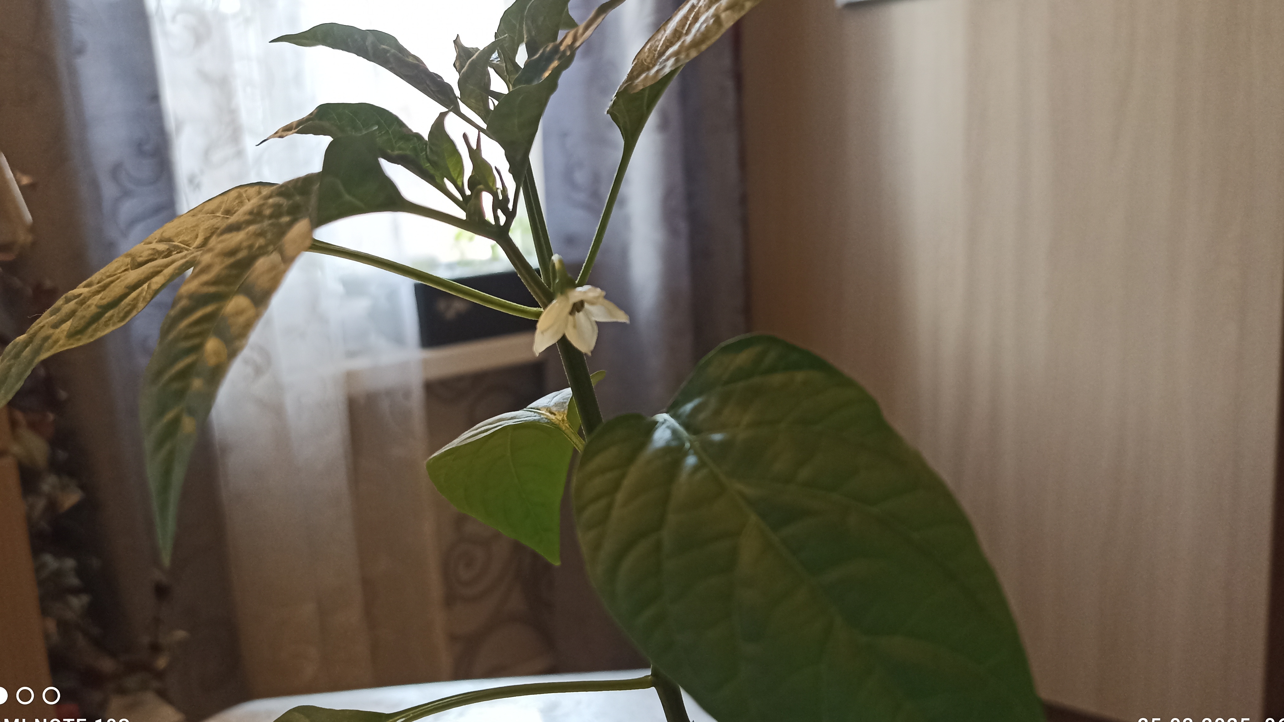 Зацвёл острый перец в марте.