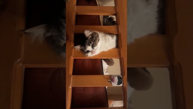 кошка говорит мама смотреть онлайн