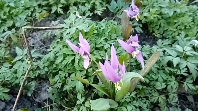 ВЕСЕННИЕ ЦВЕТЫ. смотреть онлайн
