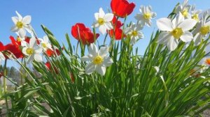 Весенние первоцветы.