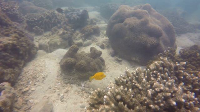 lovely fish in Sai Kung Hong Kong смотреть онлайн