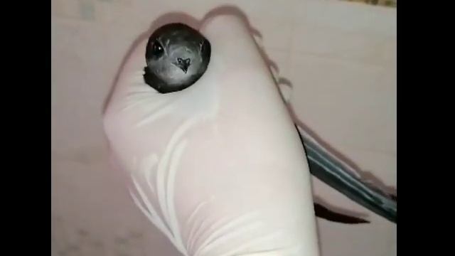 Стриж который залетел к нам домой, мы его выпустили ☺☺☺ смотреть онлайн