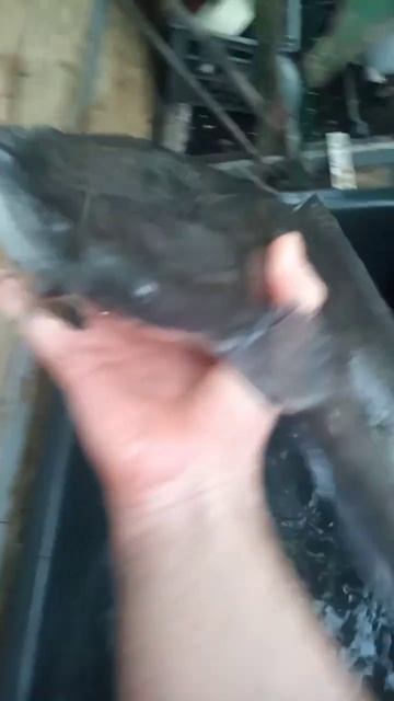 Африканский сом на 2.5 кг. Эксперименты дяди Вити. Подписывайтесь на телеграмм ссылка в описании смотреть онлайн