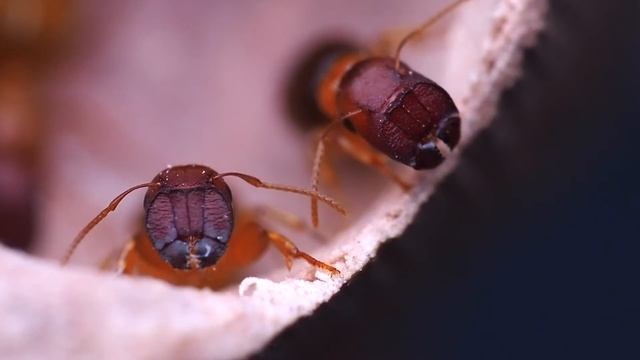 Colobopsis SP 超級美的平頭蟻 смотреть онлайн