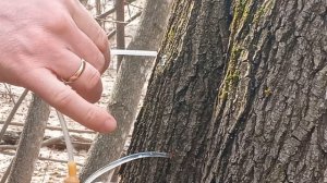 Сбор кленового сока