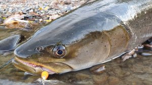 Рыбалка на реке Анюй. Хабаровский край 2021,часть 2