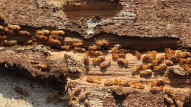 Obat Anti Rayap Paling Ampuh Untuk Kayu & Dinding | Bikin Rayap Mampus Sampai Ratu nya ! смотреть онлайн