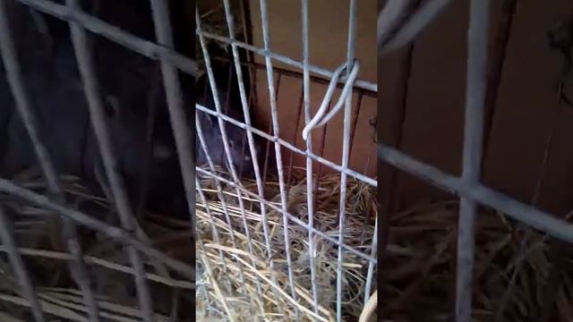 Милота , самое милое видео про кроликов смотреть онлайн