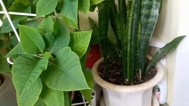 18.08.2023 р.оранжерея на лоджіях🤣 смотреть онлайн