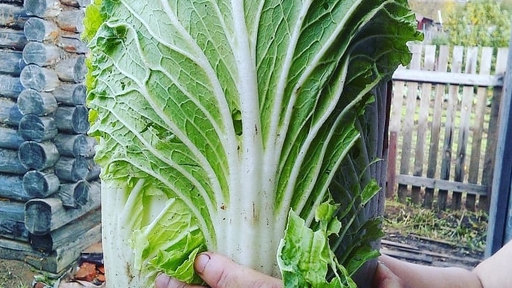 Посев Пекинской капусты на рассаду для Раннего урожая! смотреть онлайн