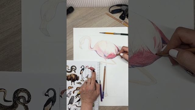 Фламинго  .mov