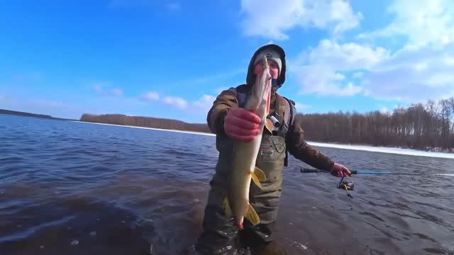 Поймали щуку без хвоста.Рыбалка на спиннинг весной.Ловля щуки и окуня в забродниках. смотреть онлайн