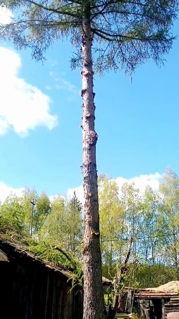 Обрезали сучья на лиственнице #жизньвдеревне смотреть онлайн