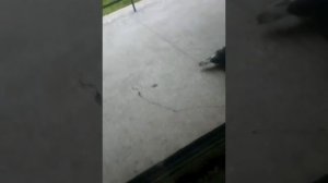 Спаривания голубей