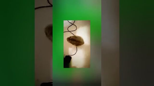 фильм., хомяк на каникулах., мини фильм, фильм смотреть онлайн