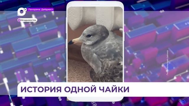Девушка спасла покалеченную чайку на Токаревской кошке во Владивостоке смотреть онлайн
