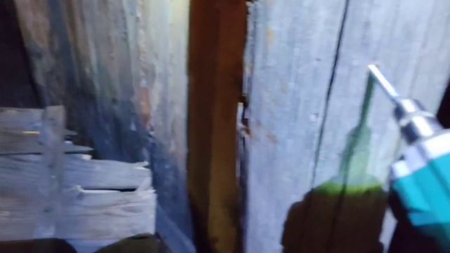 Глухарь в лиственницу