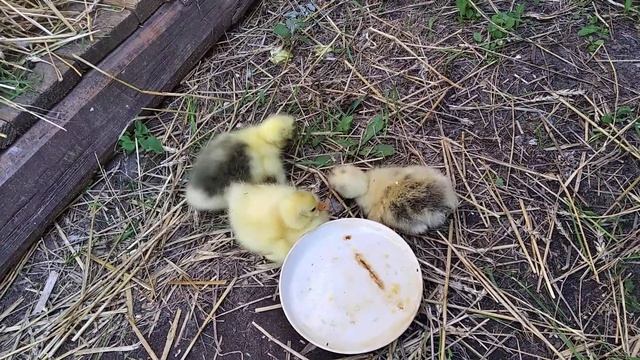 Первые шаги маленьких гусят смотреть онлайн