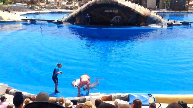 Dolphin show in Aqualand, Adeje, Tenerife смотреть онлайн