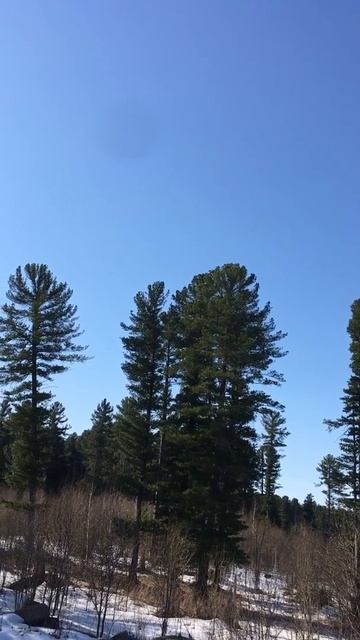 ДОБРОЕ УТРО, ПРИРОДА ☀️😊🤗❤️ УМИРОТВОРЯЮЩЕЕ ПЕНИЕ ПТИЦ 😇🌿☀️ смотреть онлайн