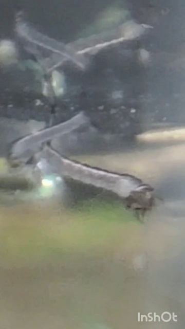 las larvas de mosquitos se comen a las crias de betta?! #acuario #bettafish смотреть онлайн