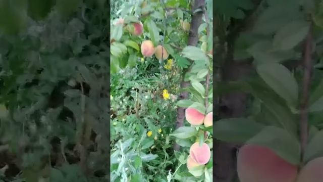 персики PF(Флеминг Фюри) на разных подвоях