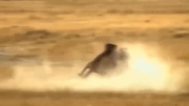 Tragically!!! Mother Lion Screams And Cries When She Sees Her Cubs Being Gored To Death By Buffalo смотреть онлайн