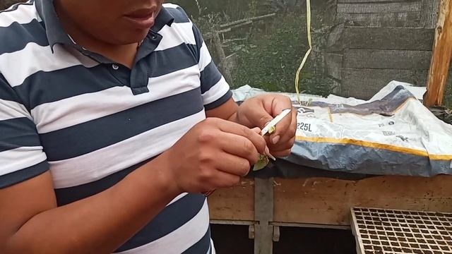 Injerto De Tomate De árbol (Solanum Betaceum Cav.)