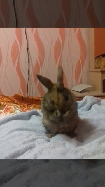 Кролик-барабанщик! смотреть онлайн