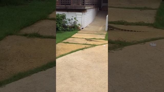 Creatures of Ao Nang смотреть онлайн