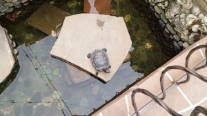 video_2025-03-25_13-01-59