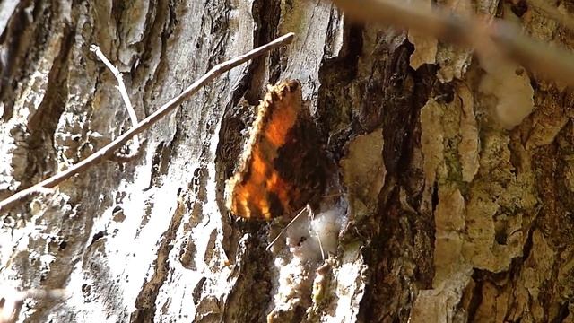 Scarce Tortoiseshell Feeds on Oak Sap ヒオドシチョウがミズナラ樹液を吸汁 смотреть онлайн