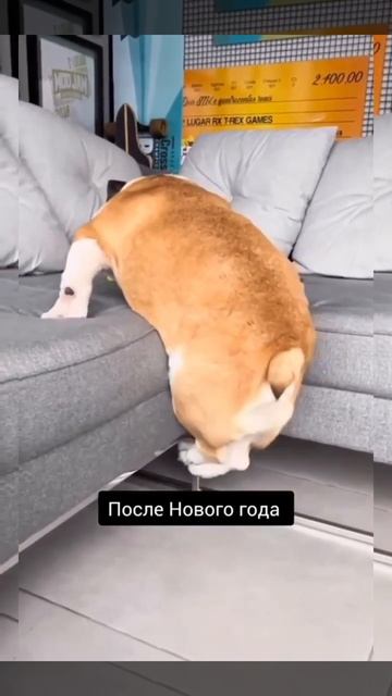 КотоВасия предпраздничная! смотреть онлайн