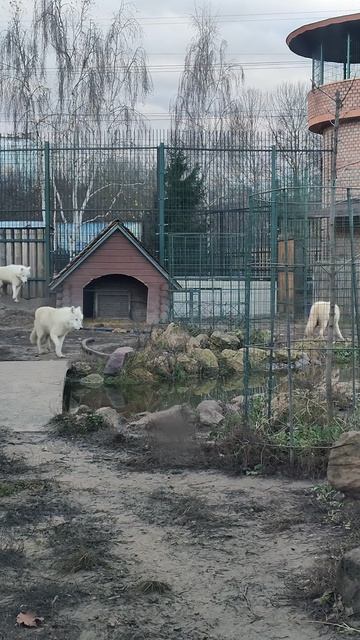 5b82d1a3-89c0-4696-9dcd-d0b9b5b01bf1-1_all_21842.mp4