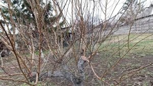 После вынужденной обрезки на пень, дерево абрикоса стало просто шикарным.