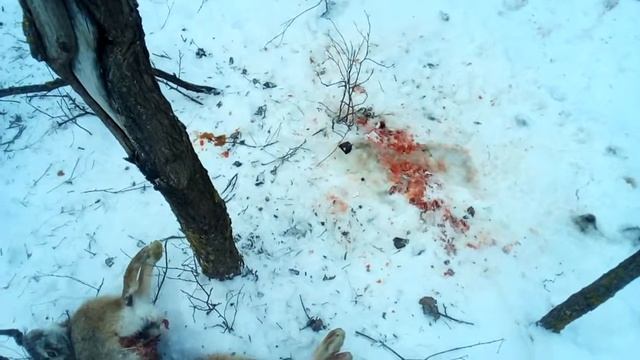 Проверка петель на зайца не повезло. смотреть онлайн