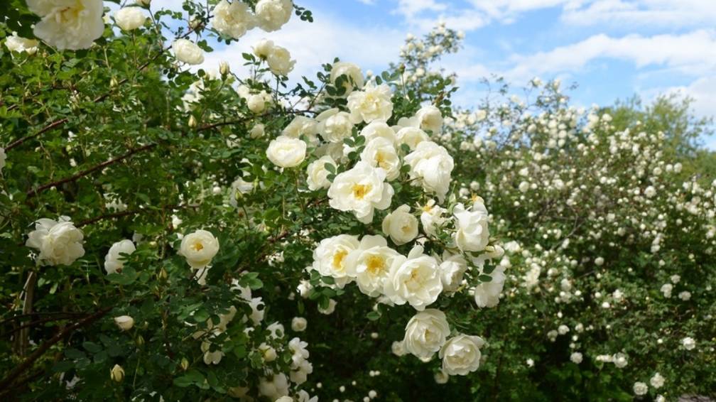 Букет из белых роз (гармонь) смотреть онлайн