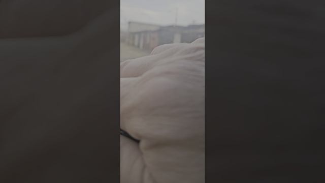 25-03-2025 газ 3102