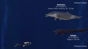 Prehistoric Whales vs Ancient Sharks Size Comparison | EXTINCT SEA MONSTERS