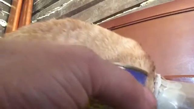 Рука дающего