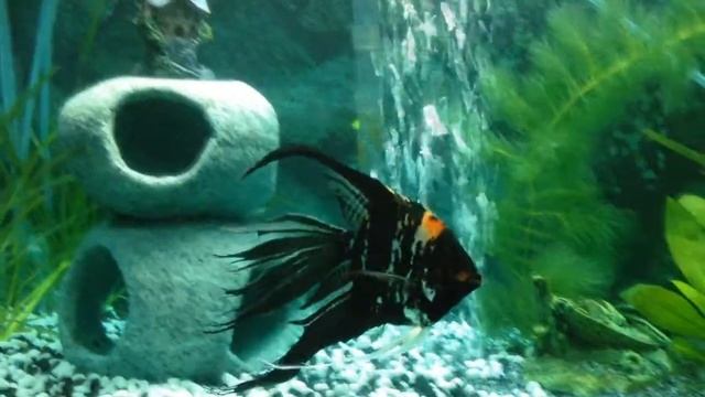 Goldfish & Angel Fish