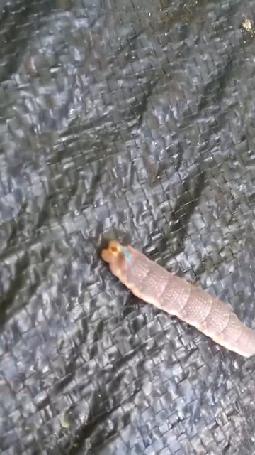 Рогатая гусеница смотреть онлайн