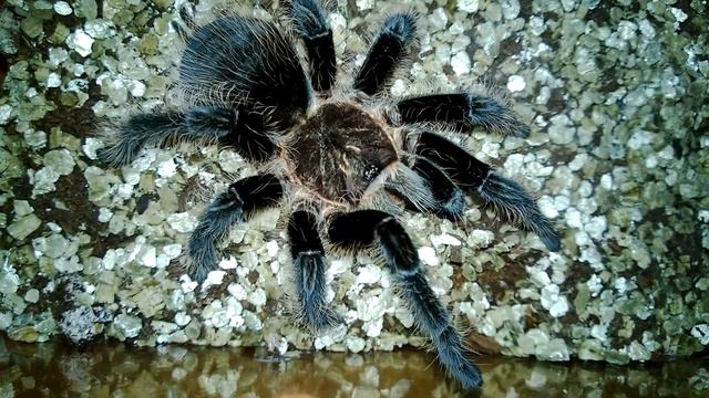 brachypelma albopilosum kill roach смотреть онлайн