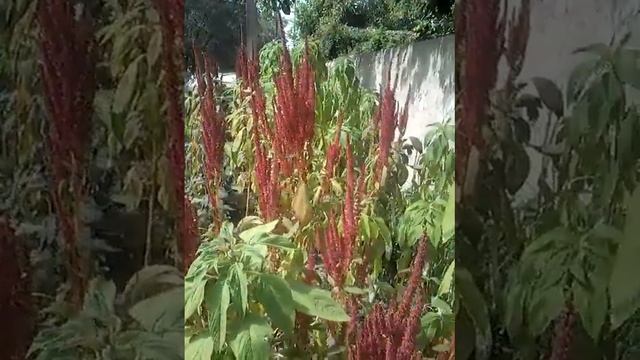 Амарант летом смотреть онлайн