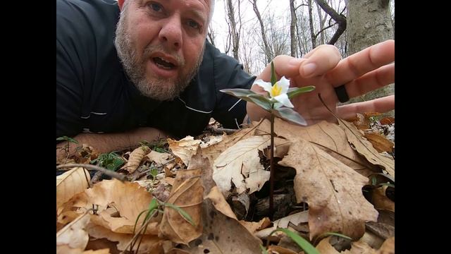 On The Ground Least Trillium (Trillium Pusillum) With Eric Comley, Garrard County 4-H YD Agent