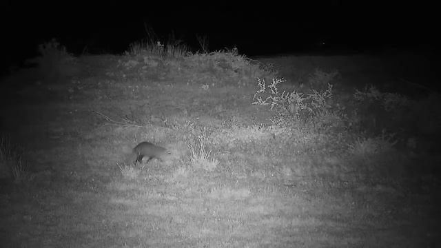 Djuma: White-tailed Mongoose - 02:50 - 11/25/21 смотреть онлайн