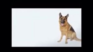 German Shepherd || Dogs 101