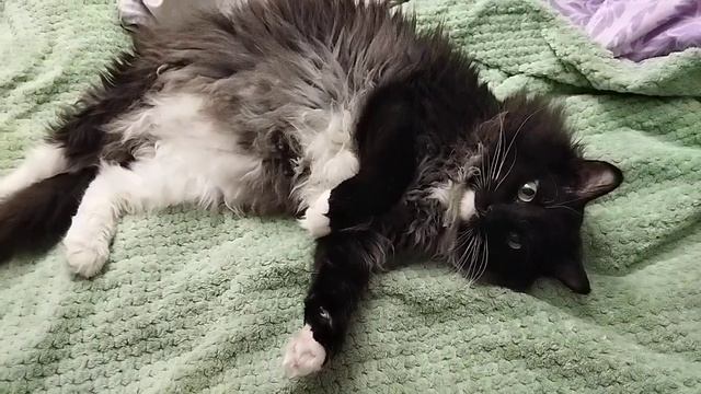 Клубочек, кишочек 🐛отдыхает 🐱🐱 смотреть онлайн