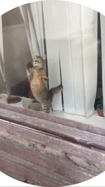 #кот #котики #коты #мем #мемы #кошки #видео #shorts #популярное #ютуб #youtube #youtubeshorts смотреть онлайн
