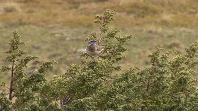 BLÅHAKE Bluethroat (Luscinia svecica) Klipp - 1535 смотреть онлайн